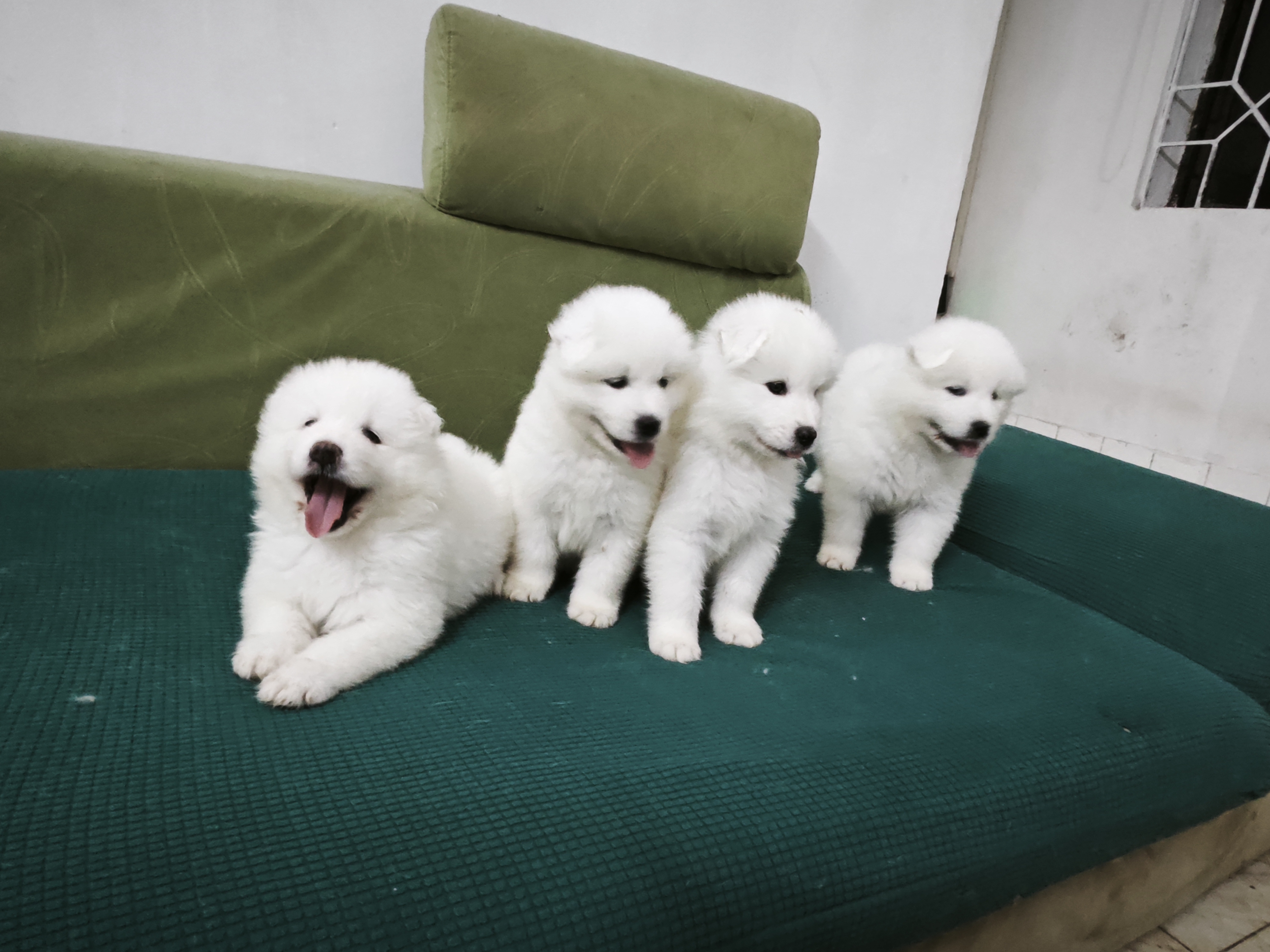 微笑天使萨摩耶